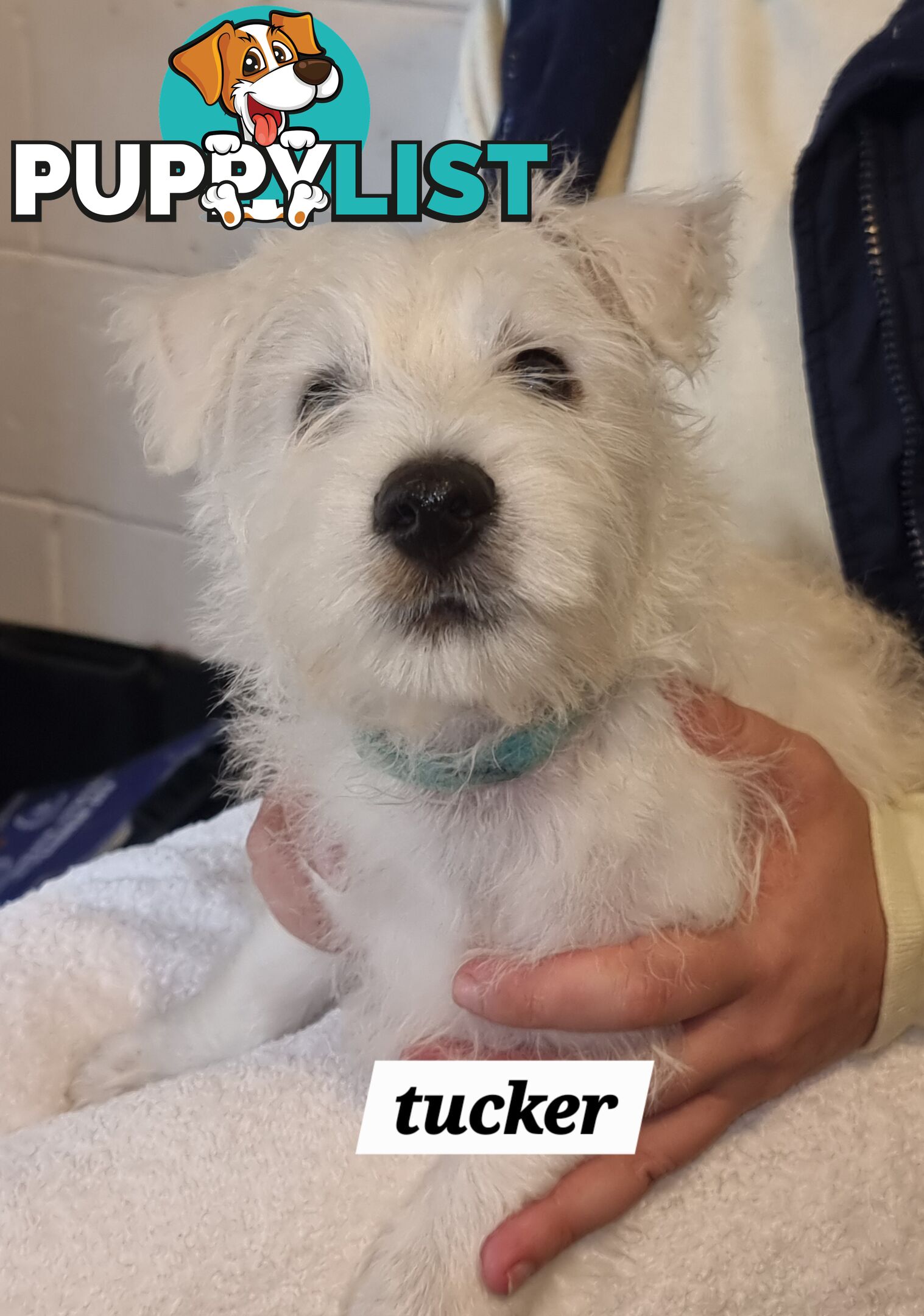 West highland terriers