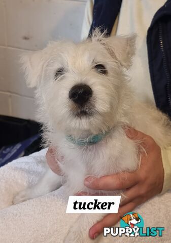 West highland terriers