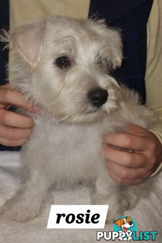 West highland terriers