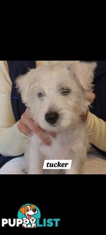 West highland terriers