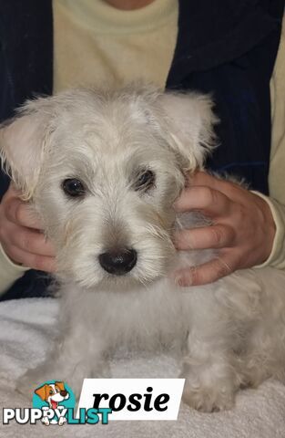 West highland terriers