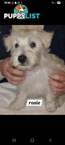 West highland terriers