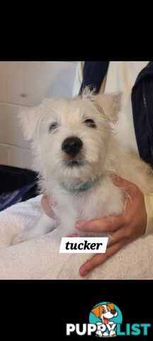 West highland terriers