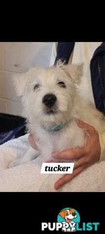 West highland terriers