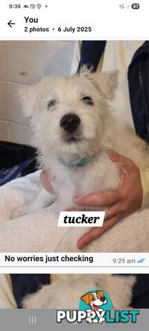 West highland terriers