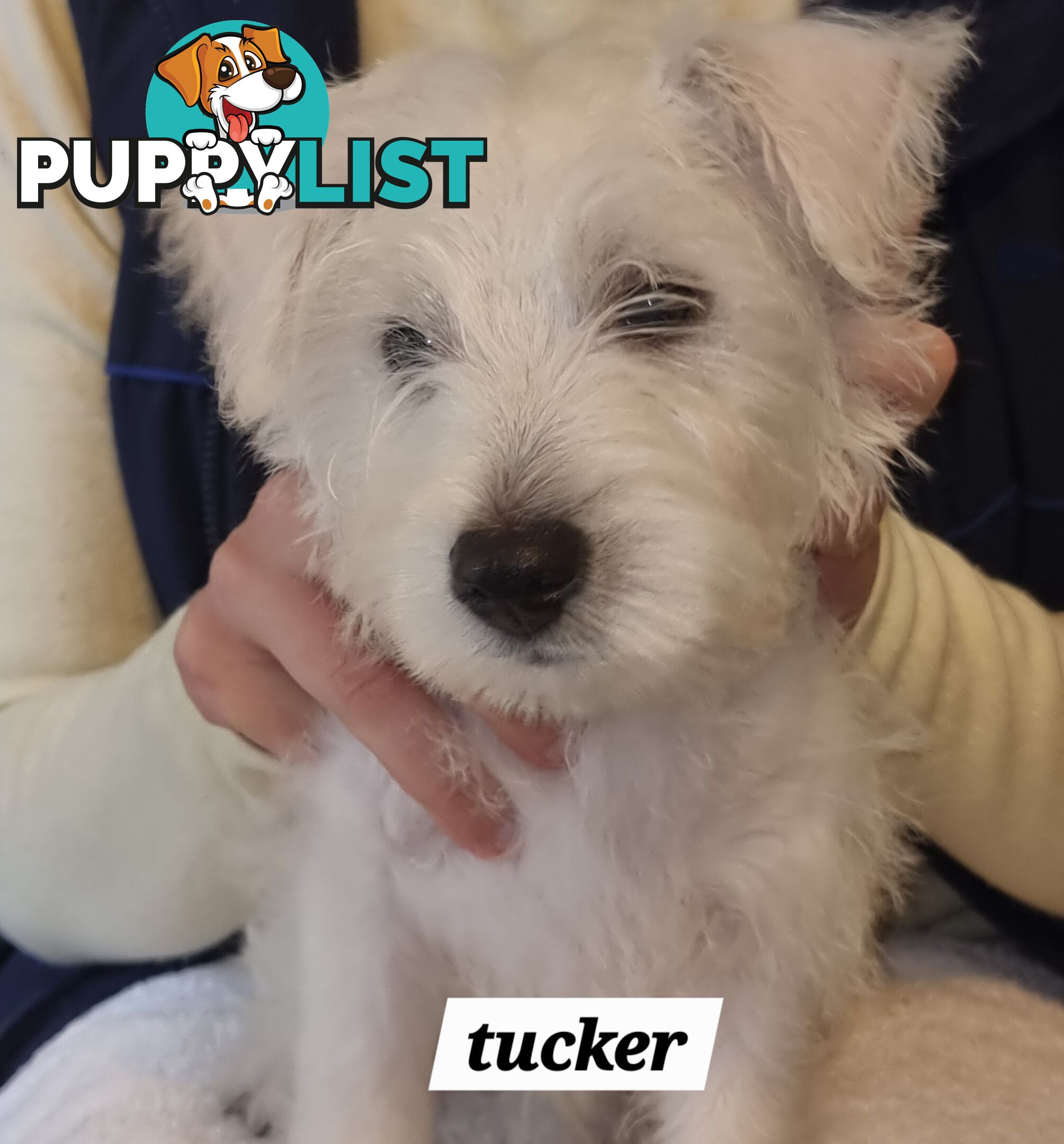 West highland terriers