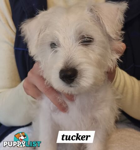 West highland terriers