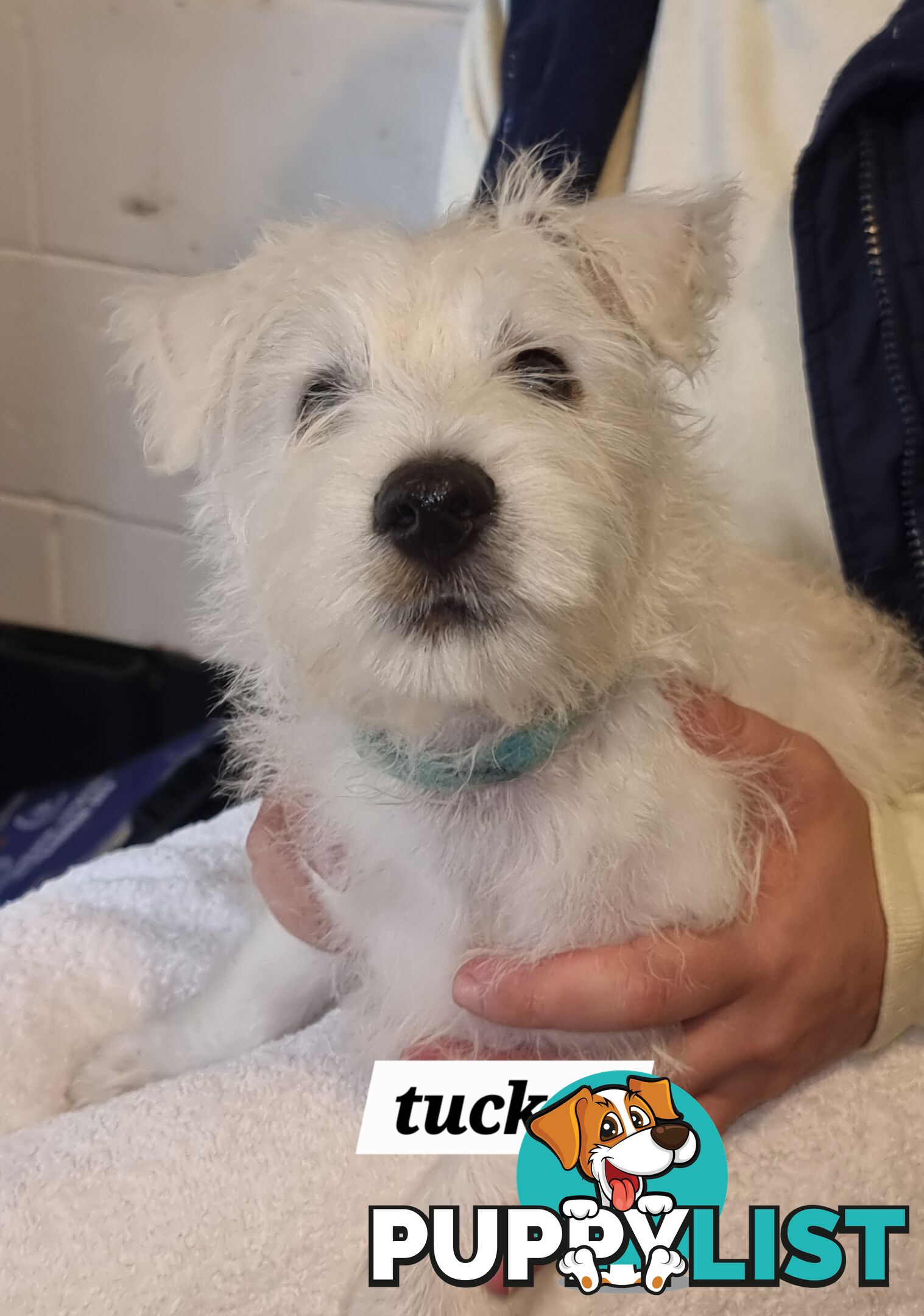 West highland terriers