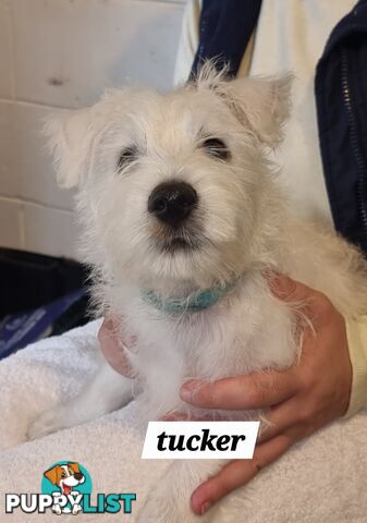 West highland terriers
