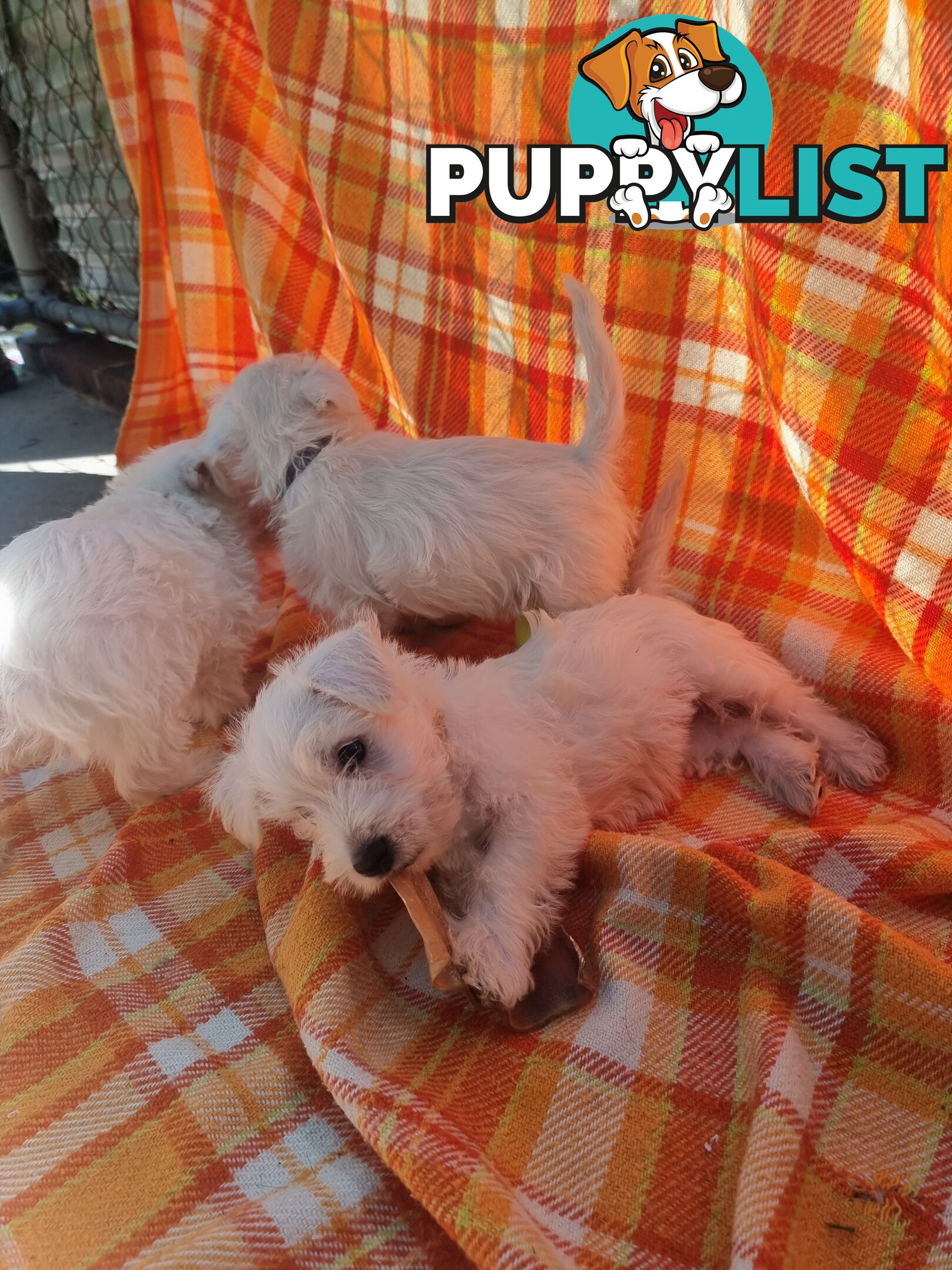 West highland terriers