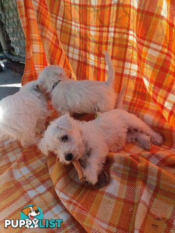 West highland terriers