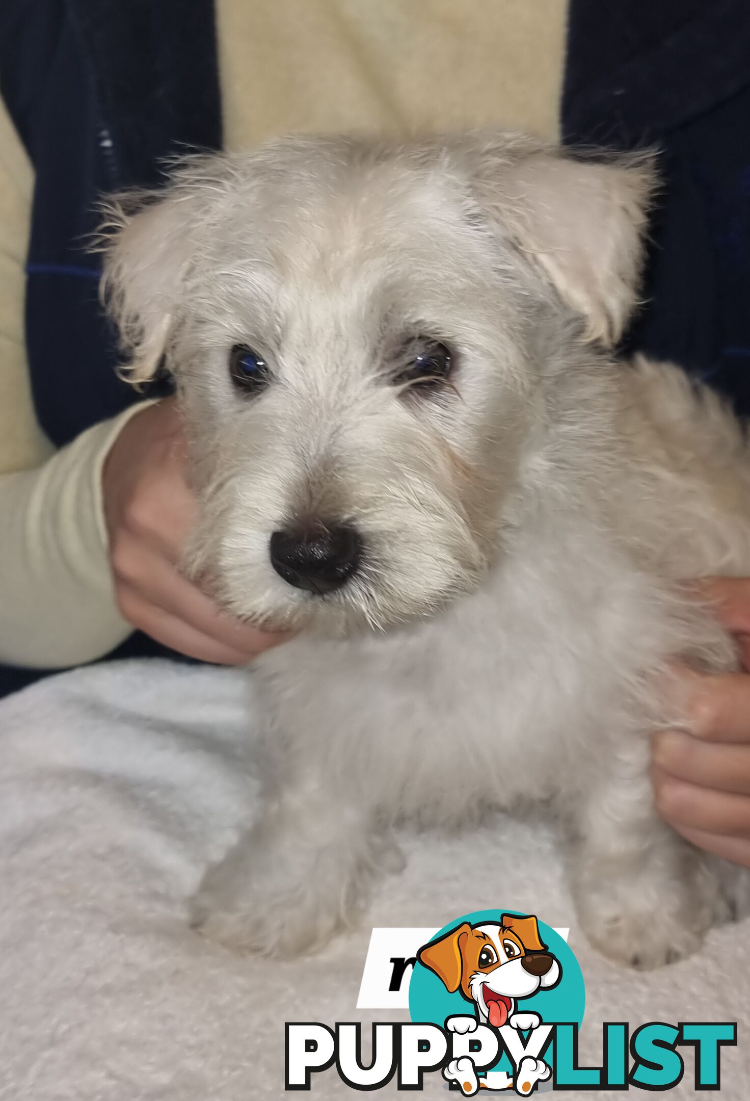 West highland terriers