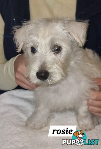 West highland terriers