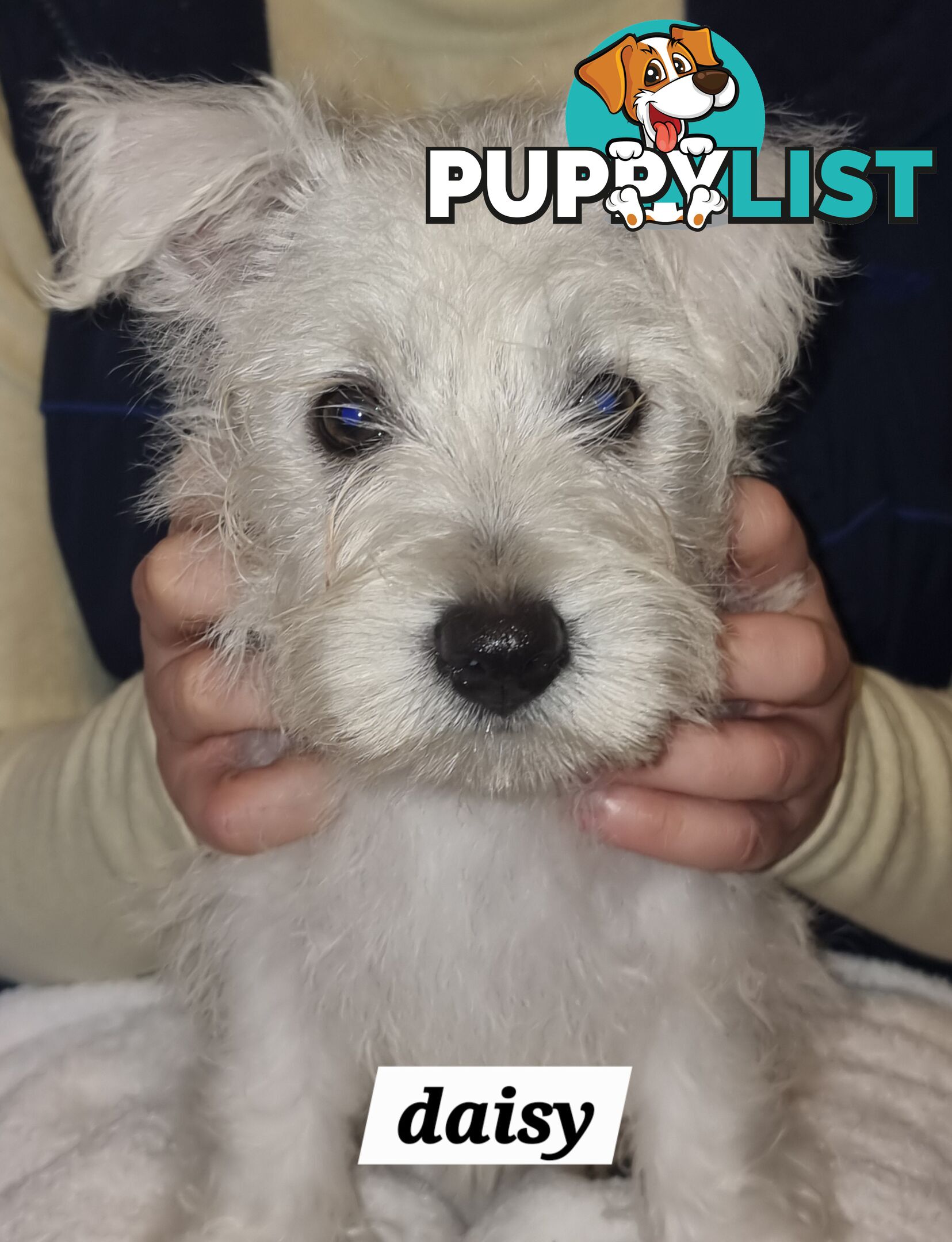 West highland terriers