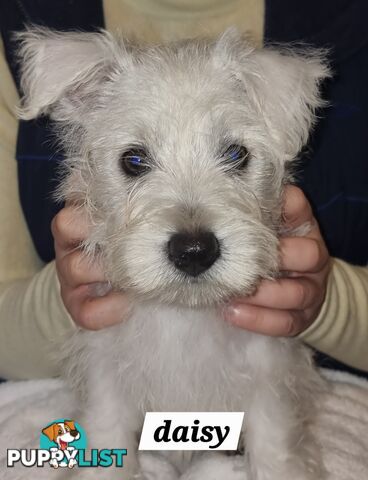 West highland terriers