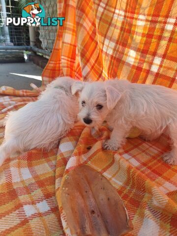 West highland terriers