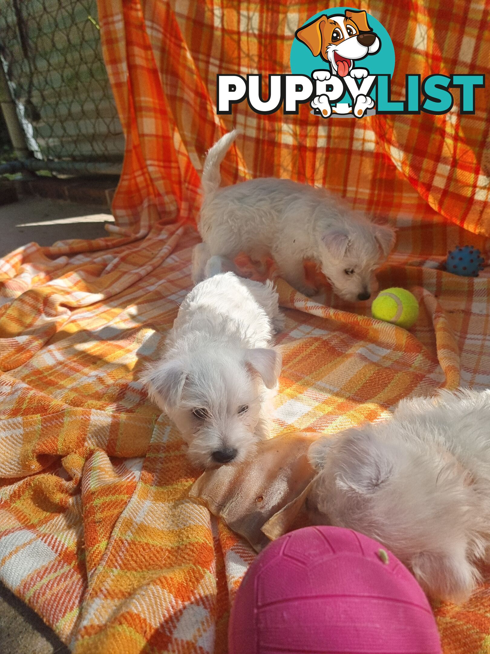 West highland terriers