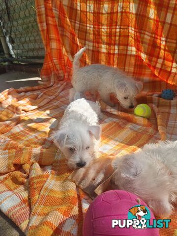 West highland terriers
