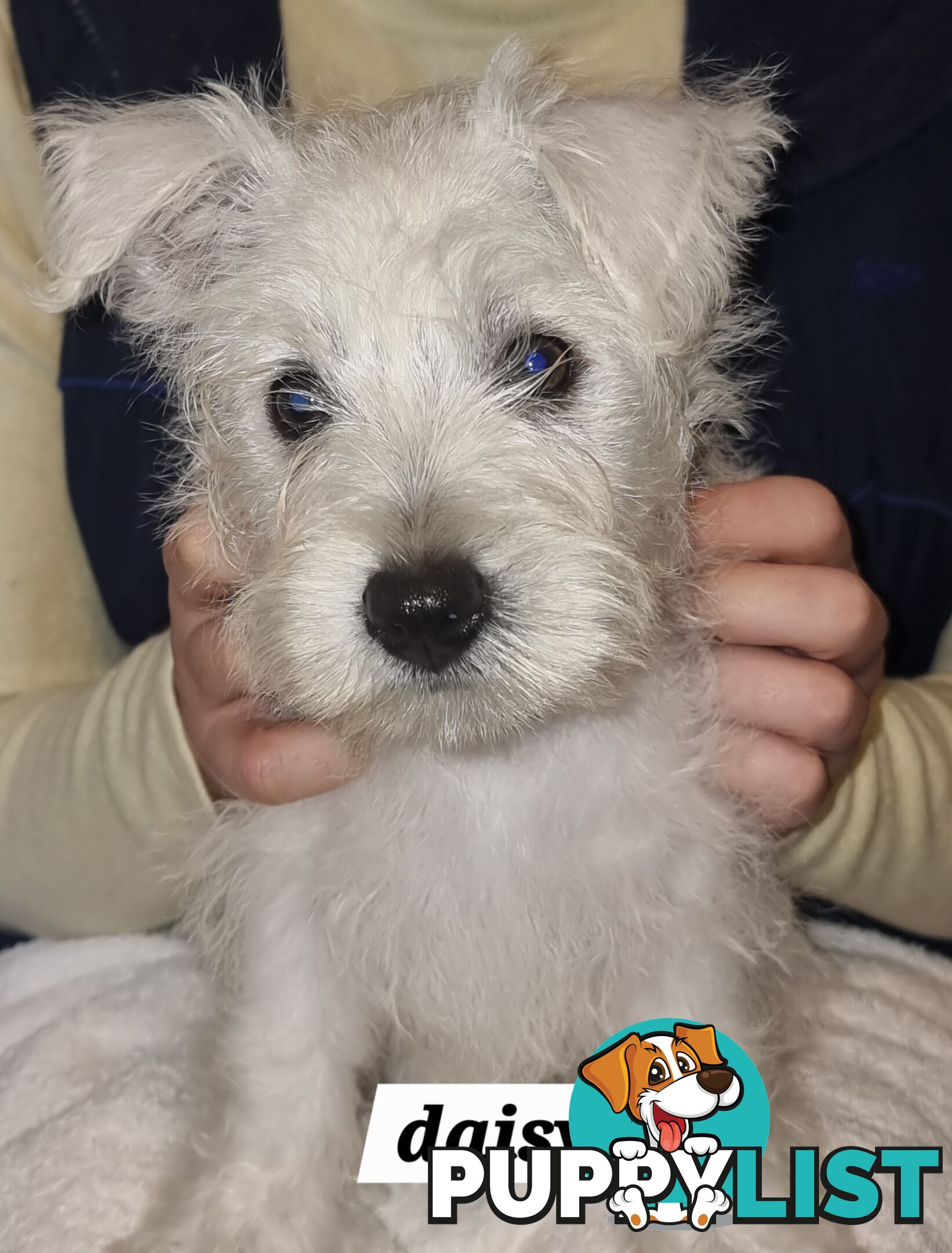 West highland terriers