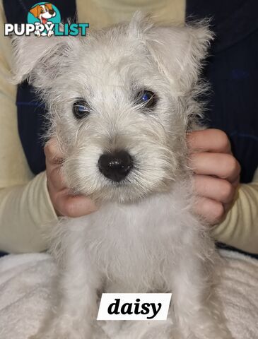 West highland terriers
