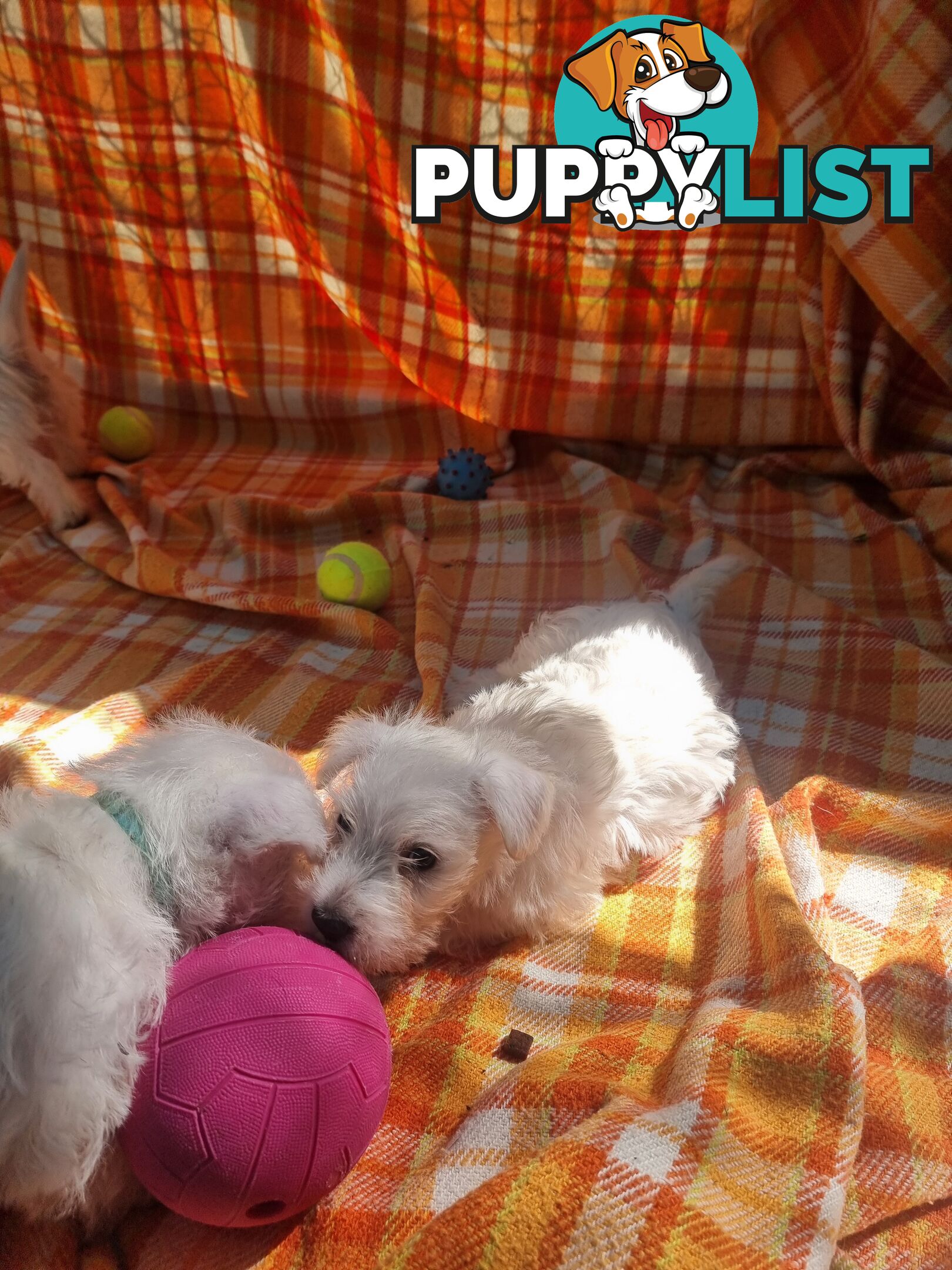 West highland terriers