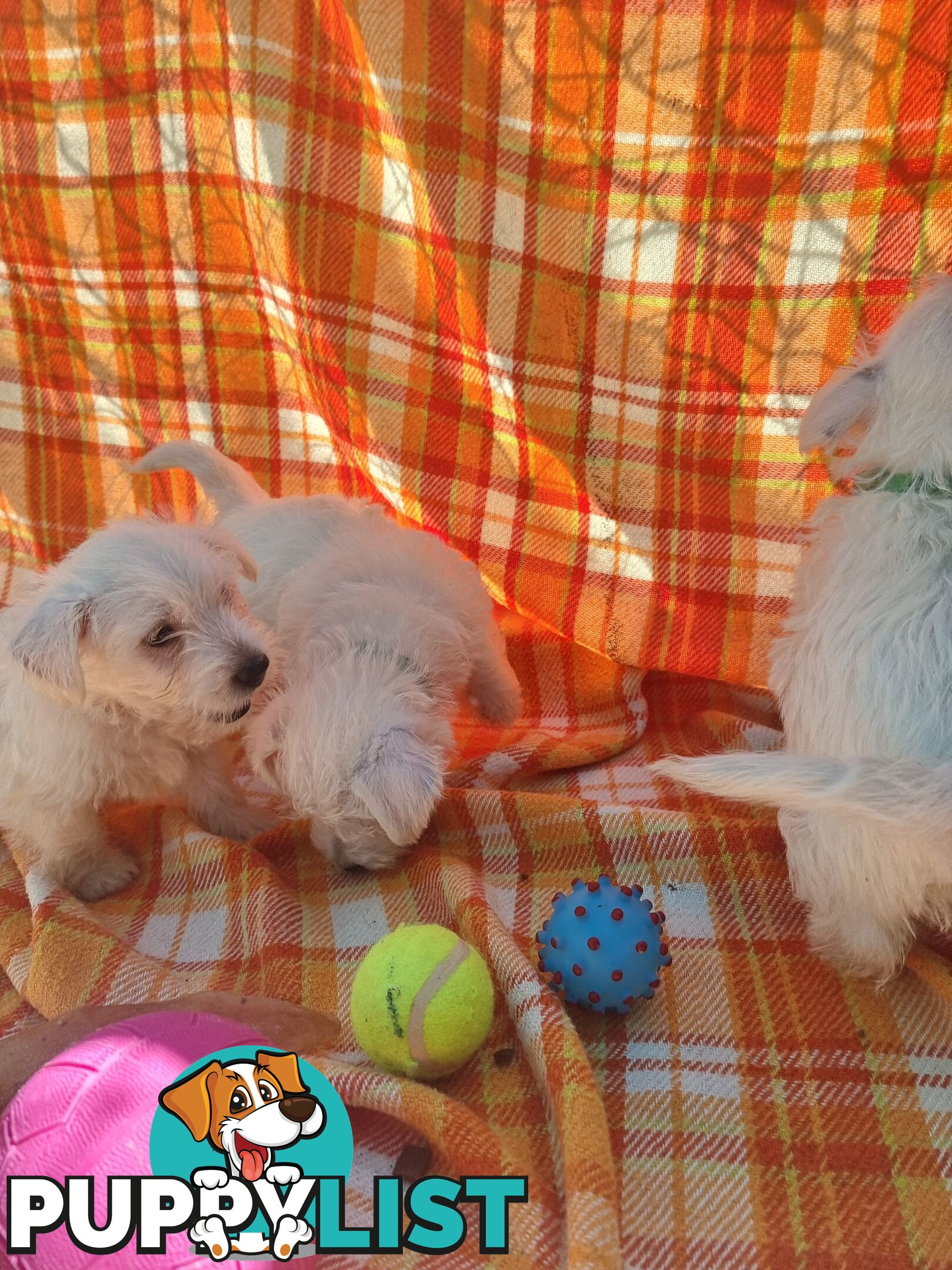 West highland terriers