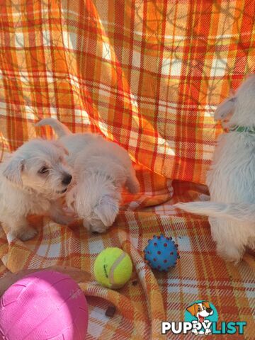 West highland terriers