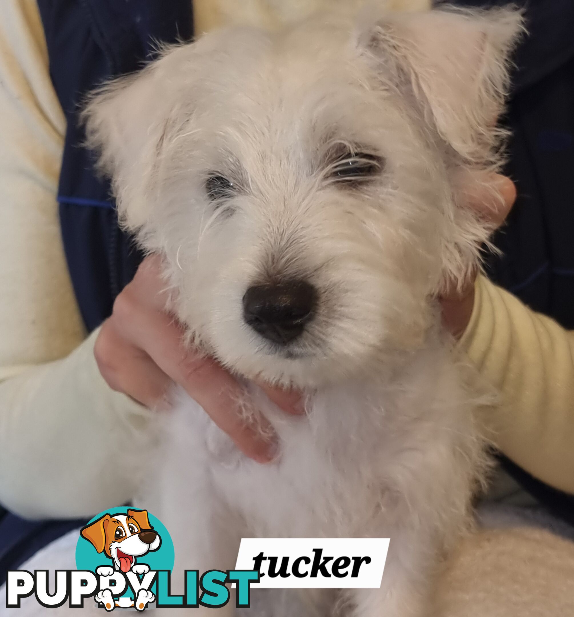 West highland terriers