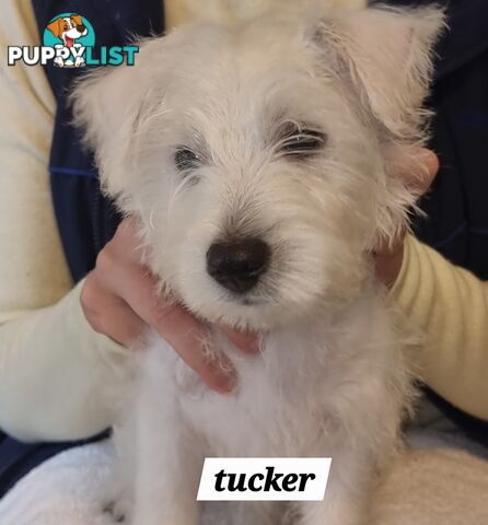 West highland terriers