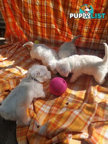 West highland terriers