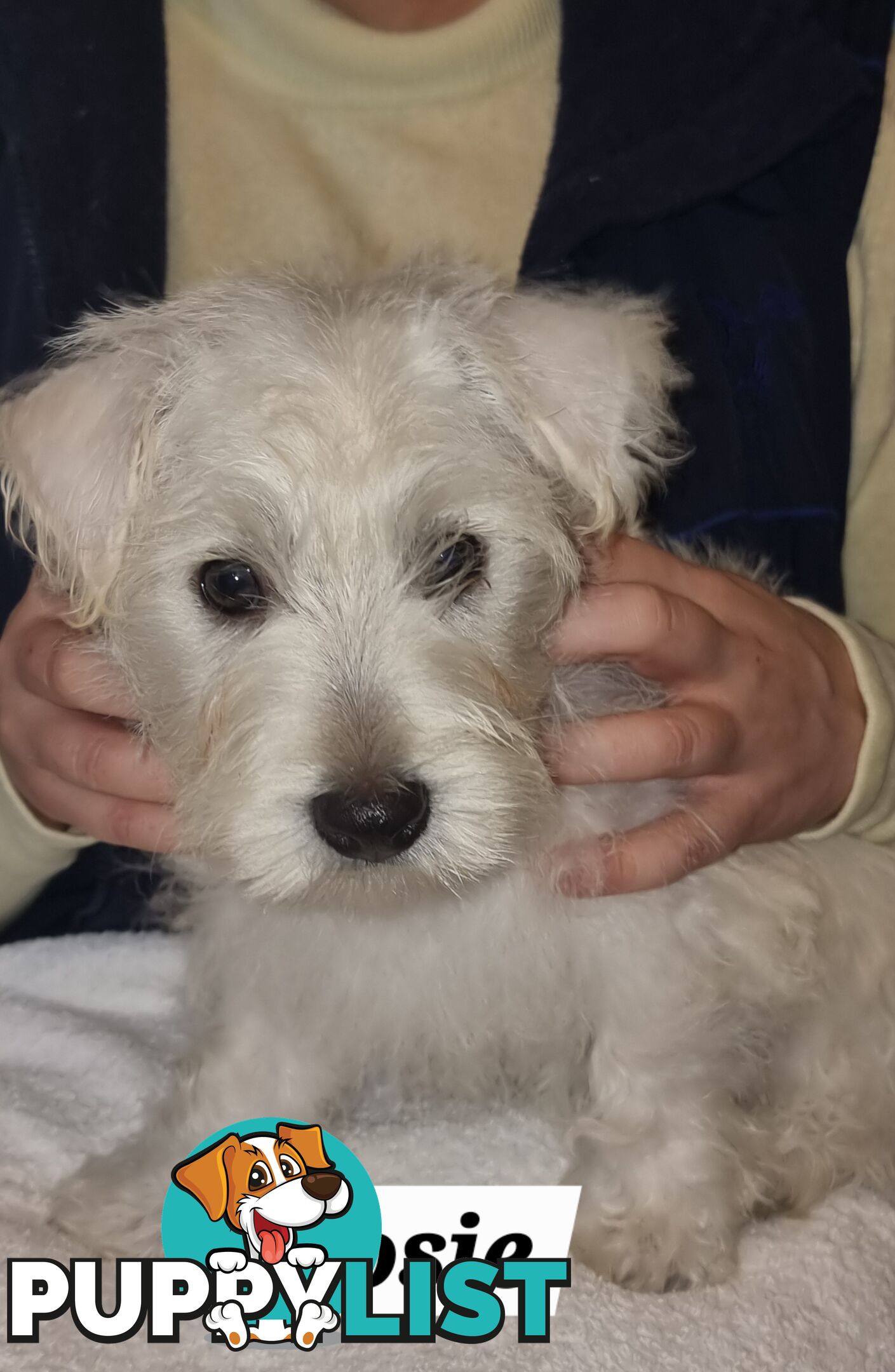 West highland terriers