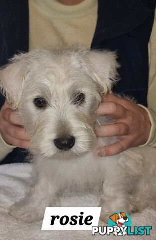 West highland terriers