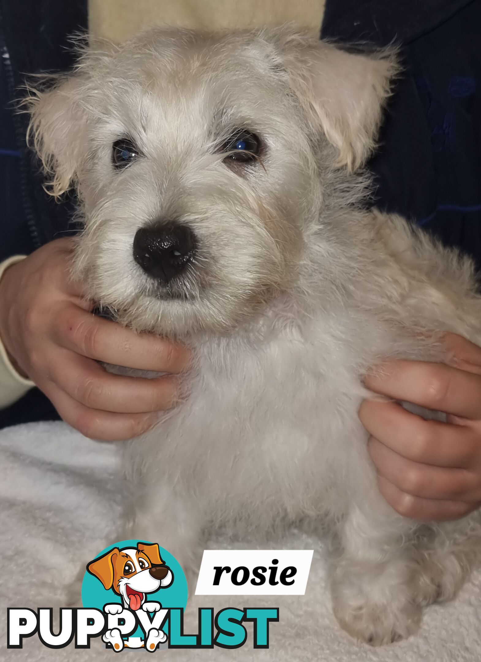 West highland terriers