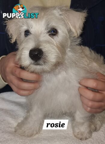 West highland terriers