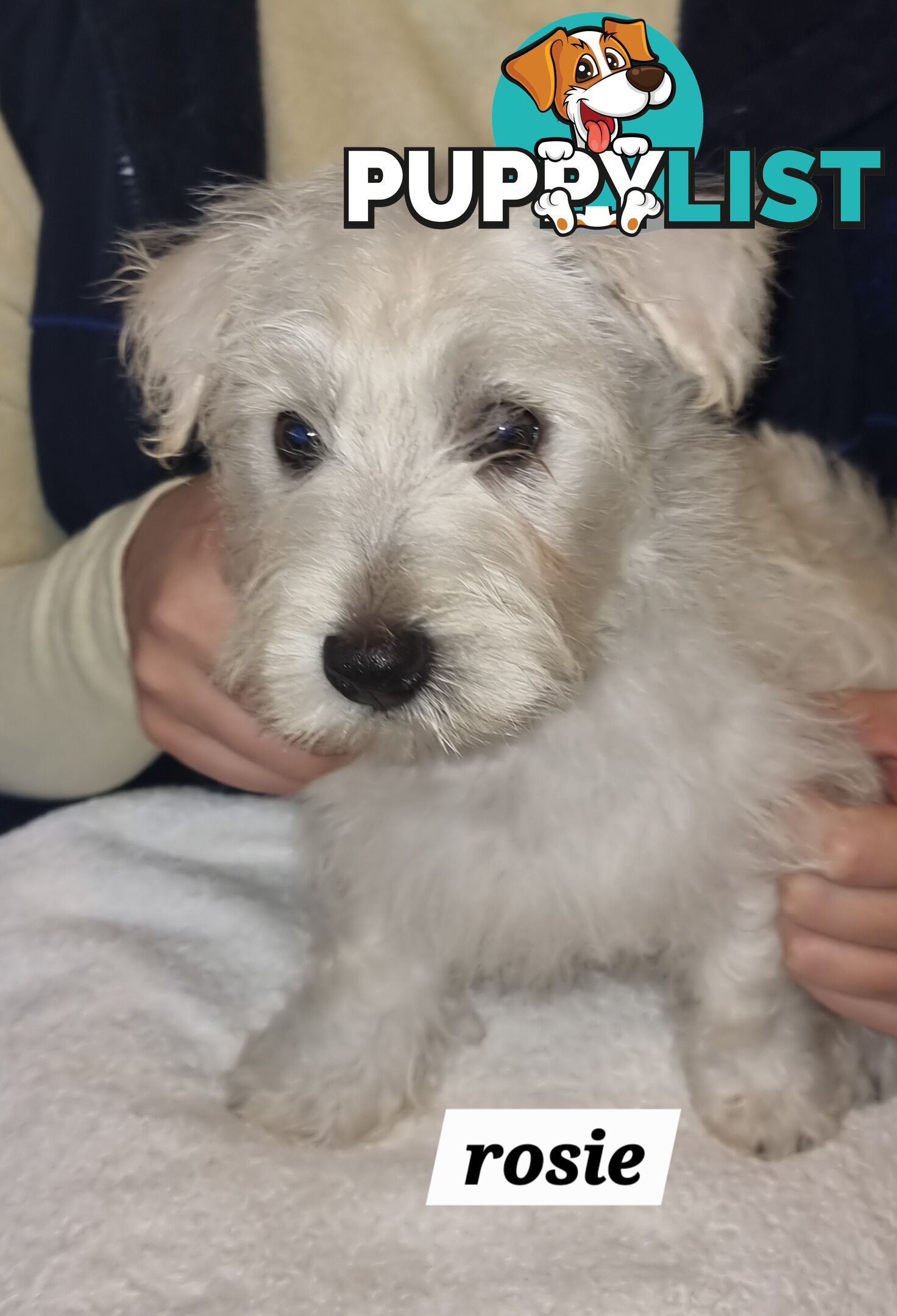 West highland terriers