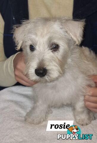 West highland terriers