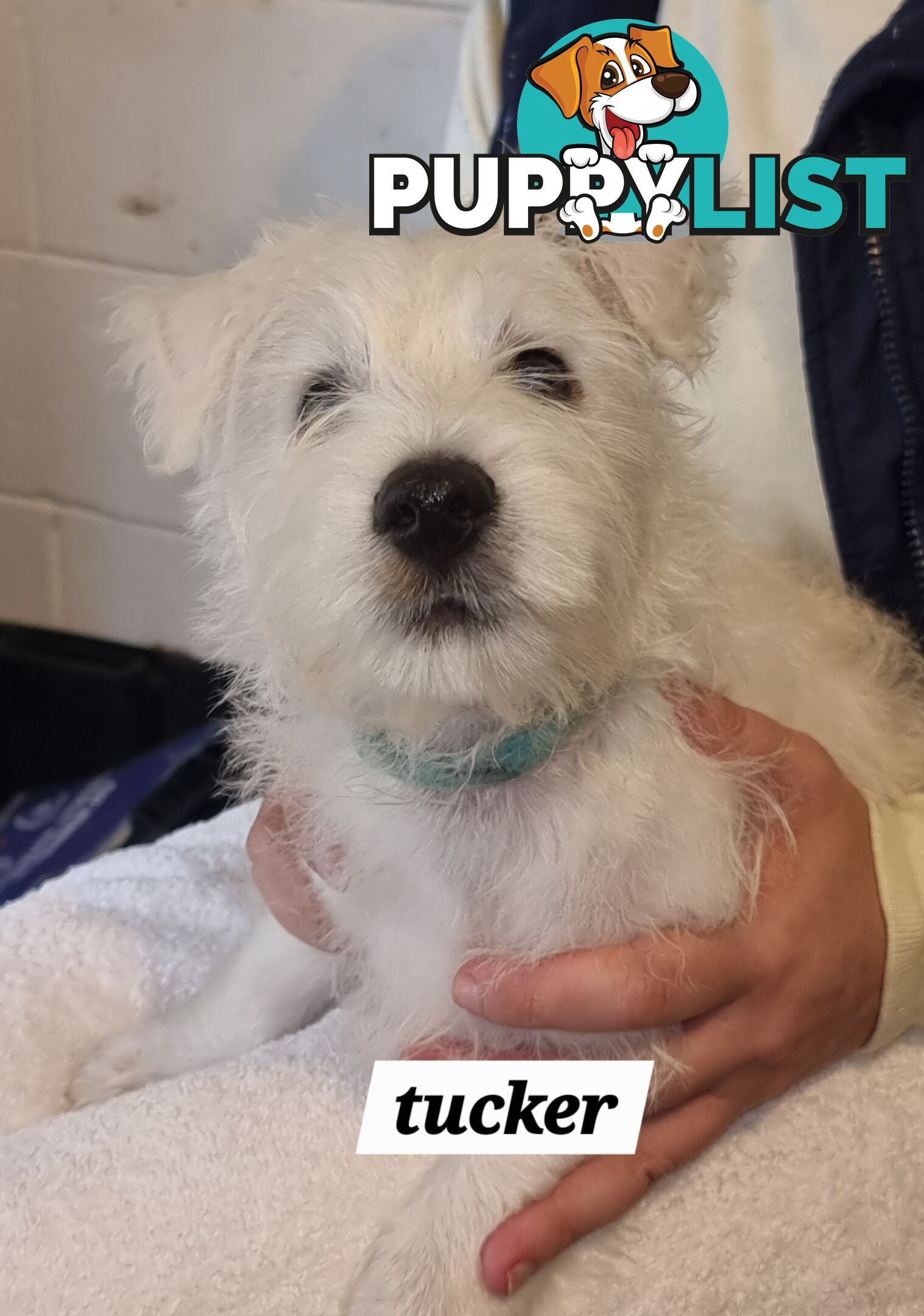 West highland terriers