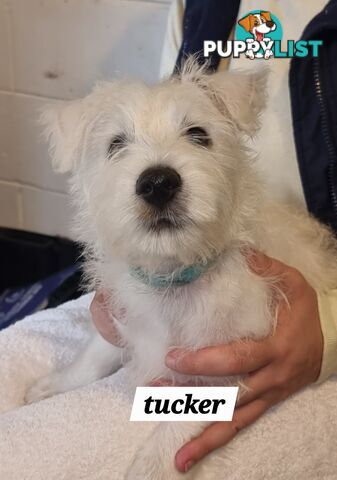 West highland terriers