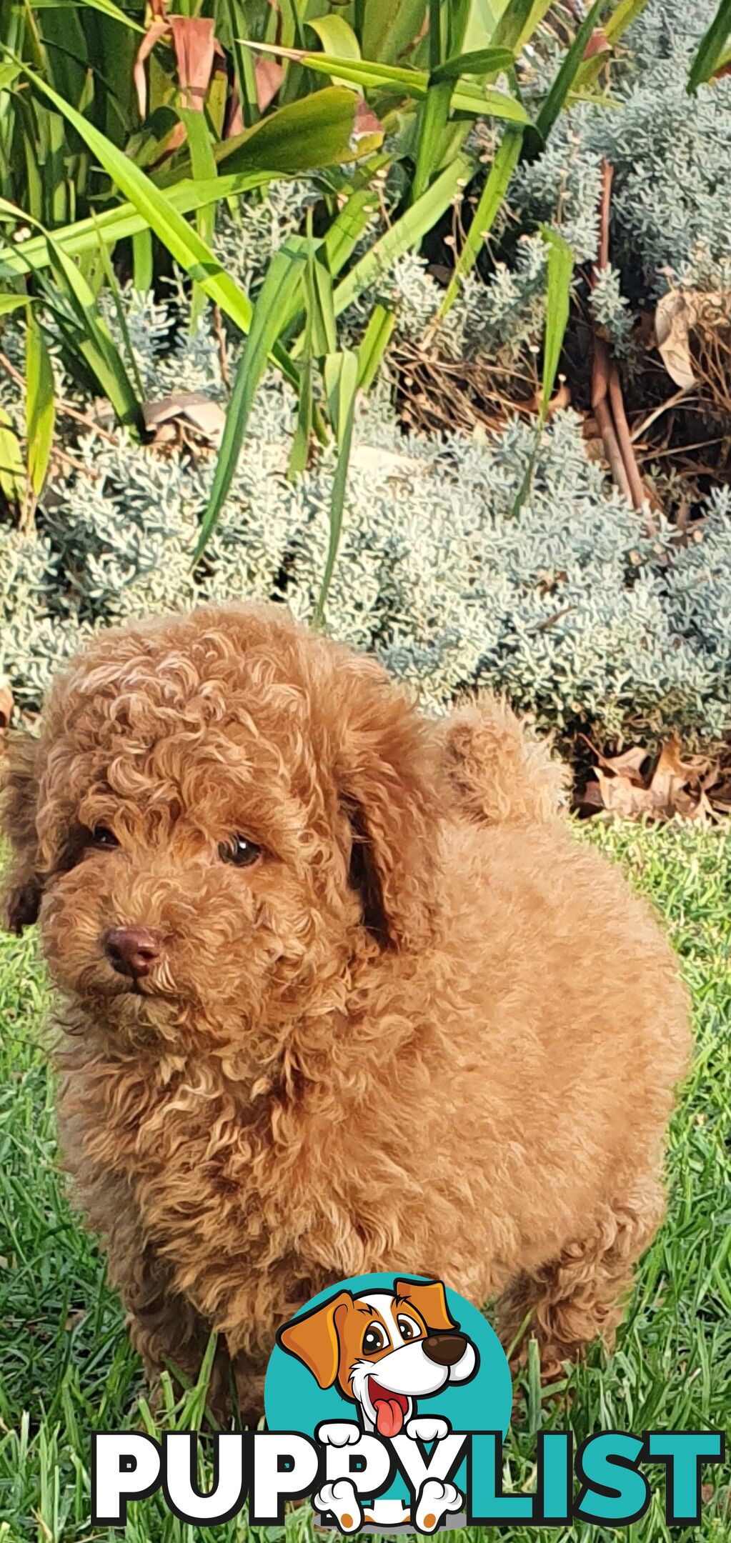 Beautiful toy shoodle