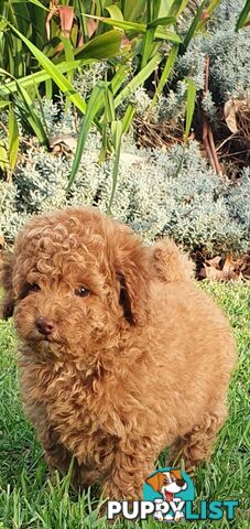 Buetifull toy poodle