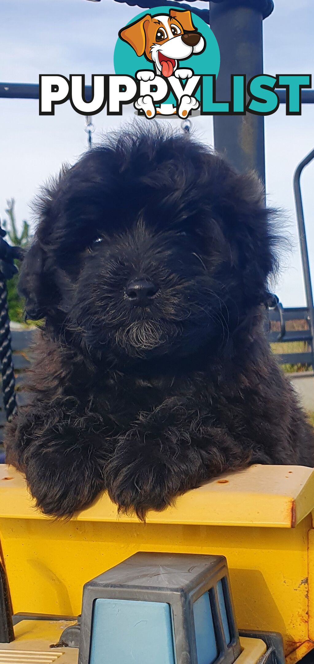 Buetifull toy poodle