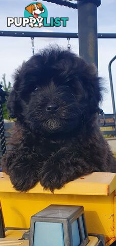 Buetifull toy poodle