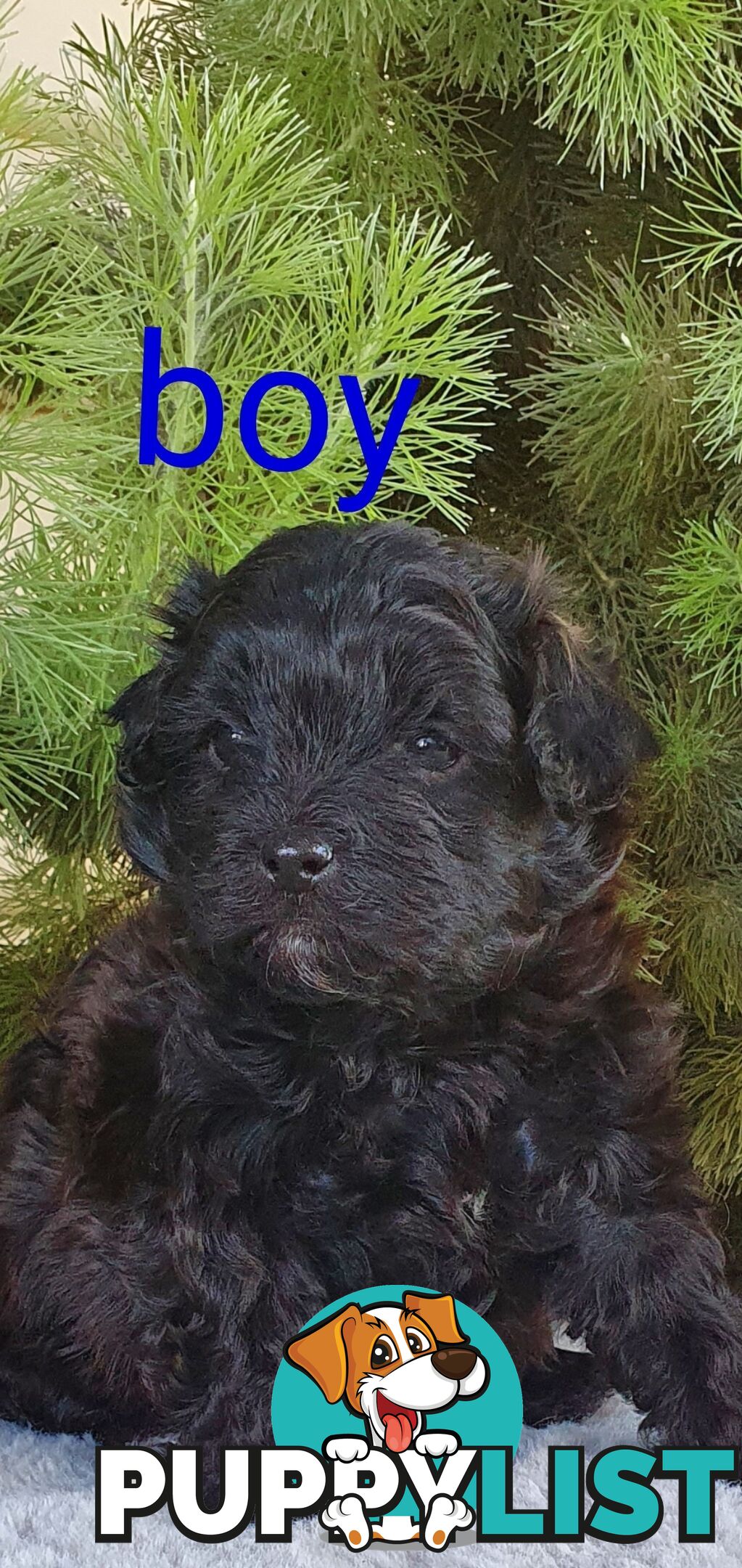Stunning toy poodle x shihtzu