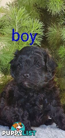 Stunning toy poodle x shihtzu