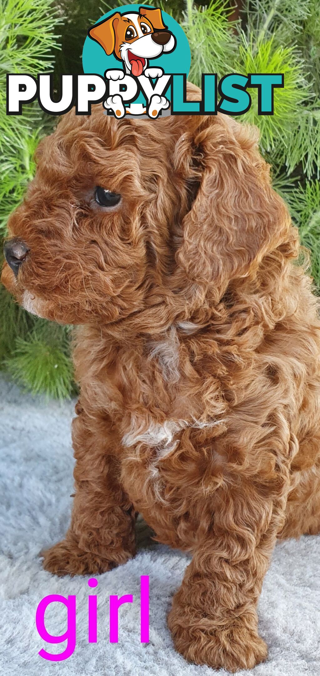 Stunning toy poodle