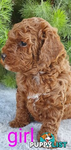 Stunning toy poodle