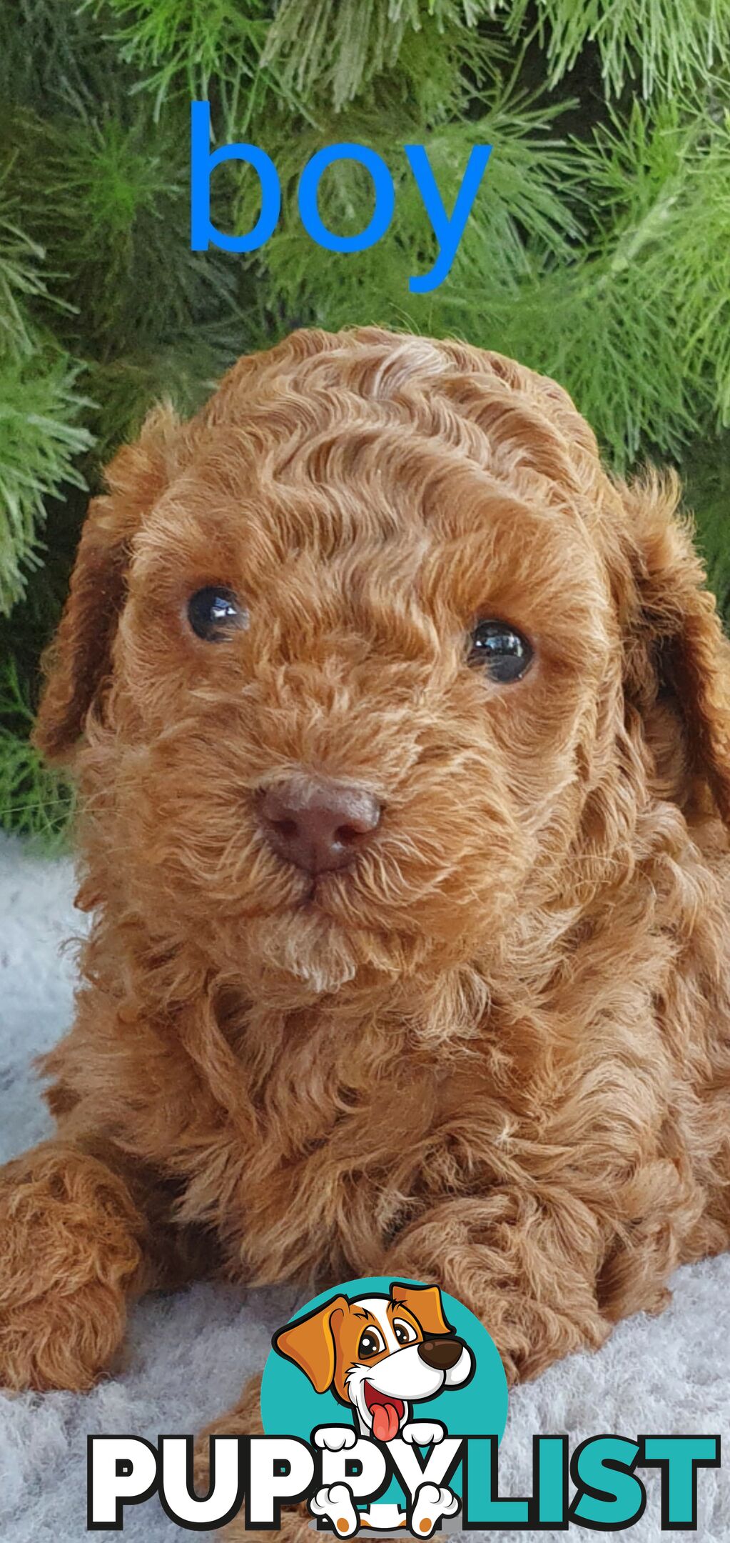 Stunning toy poodle