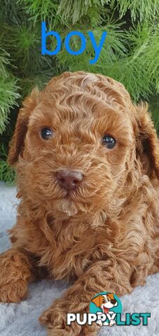 Stunning toy poodle