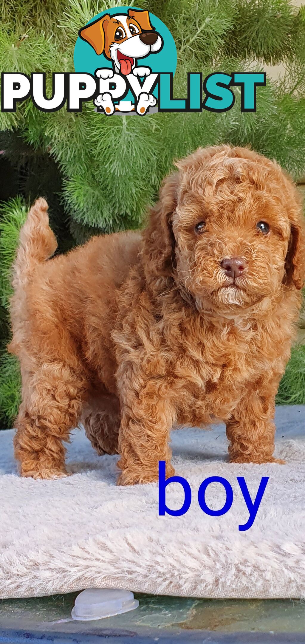 Stunning toy poodle x shihtzu