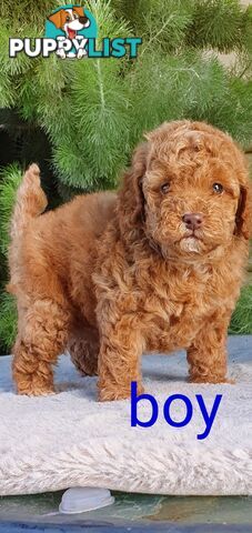 Stunning toy poodle